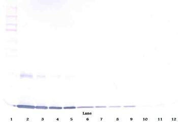 Csf2 Antibody