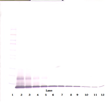 Cxcl10 Antibody