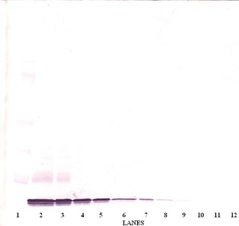 CXCL14 Antibody