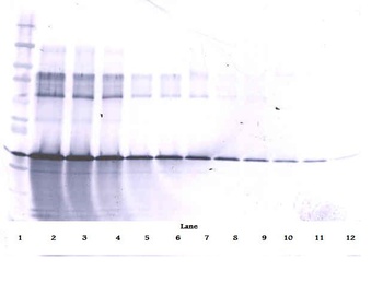 IGFBP3 Antibody (Biotin)