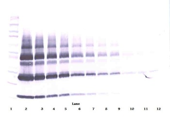 PGF Antibody