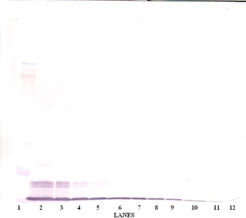 Ccl4 Antibody