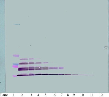 Ccl22 Antibody