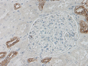 DEFB1 Antibody