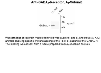 Gabra3 Antibody