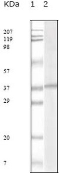 ORF62 Antibody