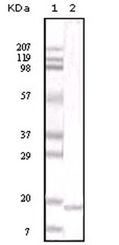 IL6 Antibody