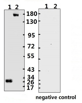 SARS-CoV-2 (COVID-19) Spike ECD Monoclonal Antibody [B004]
