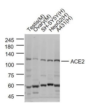 ACE2 Antibody