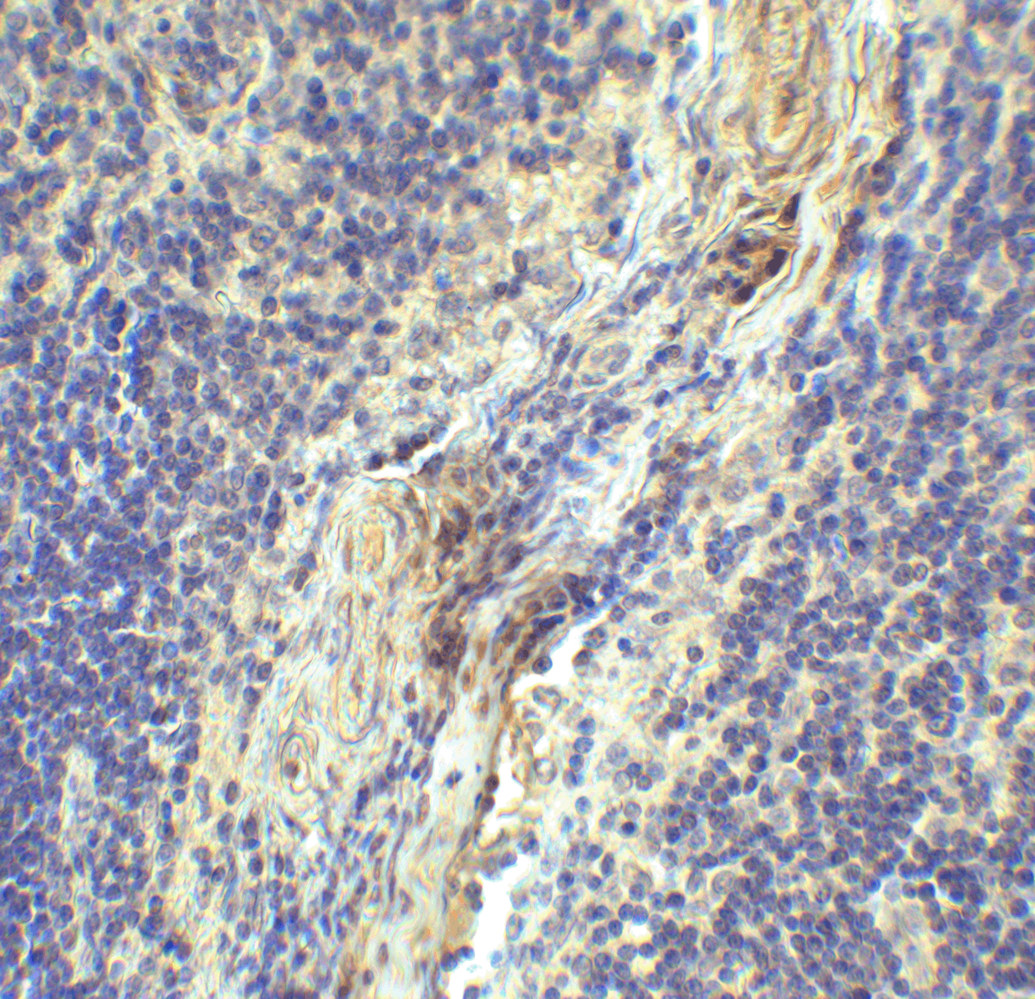 LAG3 Antibody