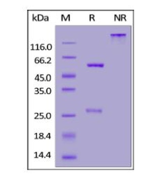 SARS-CoV-2 Nucleocapsid Antibody, monoclonal