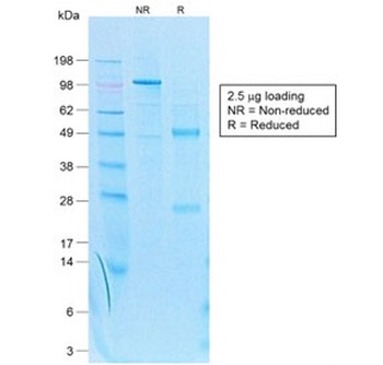 KRT7 Antibody