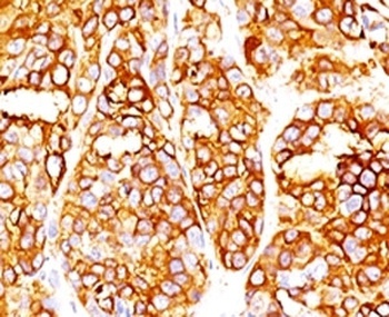 MLANA Antibody