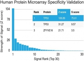 TP53 Antibody