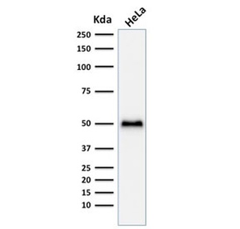 TP53 Antibody