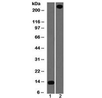 VWF Antibody