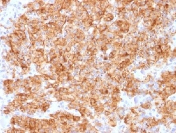 CHGA Antibody