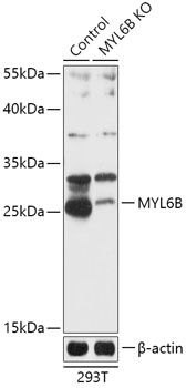MYL6B Antibody
