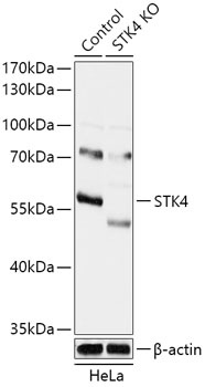 STK4 Antibody