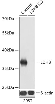 LDHB Antibody