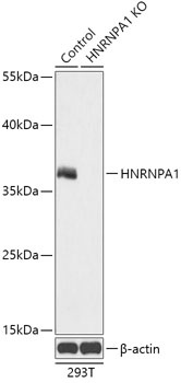 HNRNPA1 Antibody