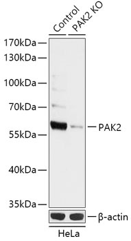 PAK2 Antibody