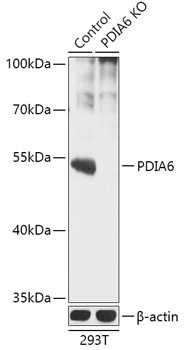 PDIA6 Antibody