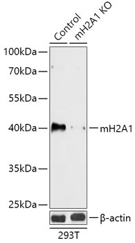 H2AFY Antibody