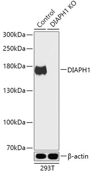 DIAPH1 Antibody