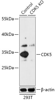 CDK5 Antibody