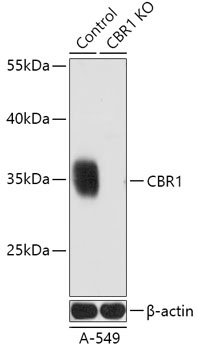 CBR1 Antibody