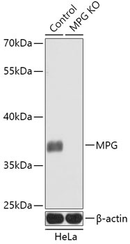 MPG Antibody