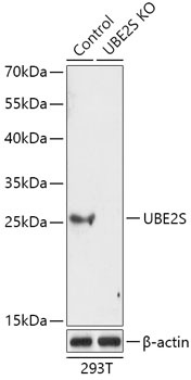 UBE2S Antibody