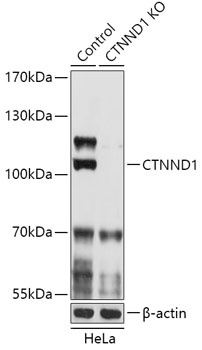 CTNND1 Antibody