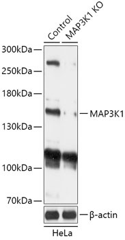 MAP3K1 Antibody