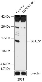 LGALS1 Antibody