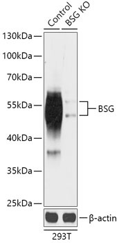 BSG Antibody