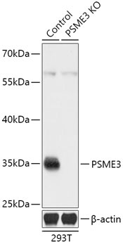 PSME3 Antibody
