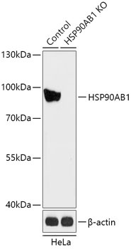HSP90AB1 Antibody