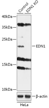 EDN1 Antibody
