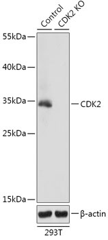 CDK2 Antibody