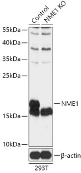 NME1 Antibody