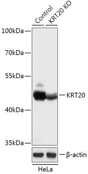 KRT20 Antibody