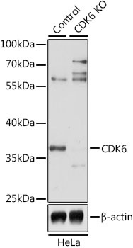 CDK6 Antibody