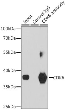 CDK6 Antibody