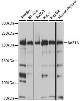 BAZ1B Antibody