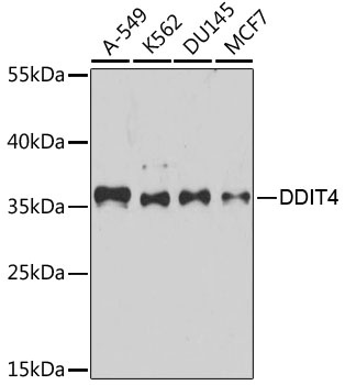 DDIT4 Antibody