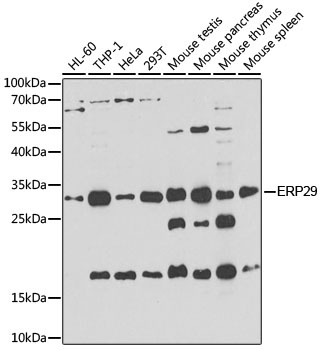 ERP29 Antibody