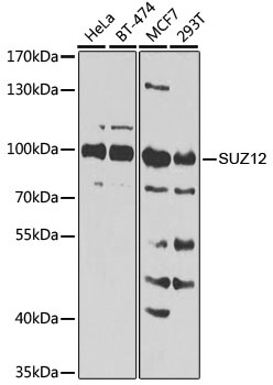 SUZ12 Antibody