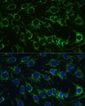 YBX1 Antibody